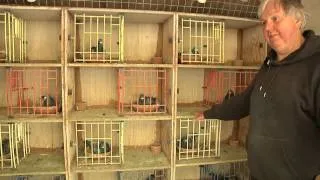 DENNIS BLAKEY - Legends of Long Distance Pigeon Racing