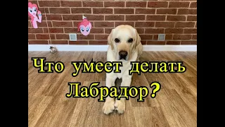 Что умеет Лабрадор? Какие команды знает лабрадор Харви