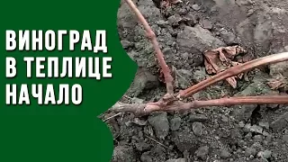 Виноград в теплице начало! Выращивание винограда в теплице первый год