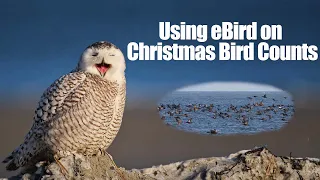 Using eBird on Christmas Bird Counts