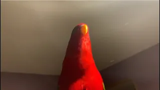 Red birb🍅Light and the Shadow