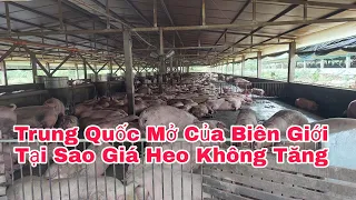 Trung Quốc Mở Cửa Biên Giới Tại Sao Giá Heo - Gà Không Tăng?,@nongtraihoakieu