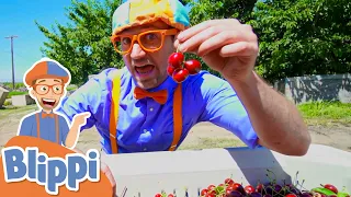 Blippi Visits a Cherry Farm! | Learn Healthy Eating For Kids | Educational Videos For Toddlers