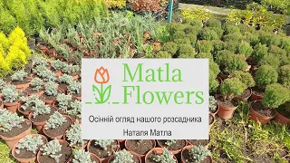 РОЗСАДНИК 🌱 Matla Flowers 🌳 ОГЛЯД ОСІНЬ 2021 📷