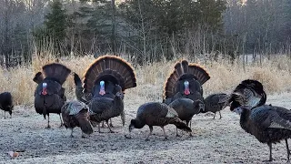 Last Morning Together (Turkey Flock Broke off into Smaller Breeding Groups)