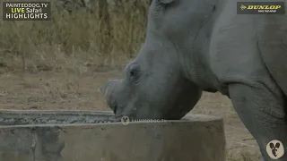 Rhino Mom No Hope And Her Calf Having A Drink