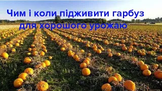 Підвищуємо урожайність гарбузів. Перше підживлення дуже важливе.