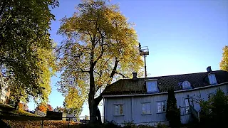 Linden Tree Pruning