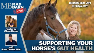 Supporting your Horse’s Gut Health