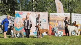 18.05.2024, СПб. "ФСПС". Выставка собак всех пород "ДОГ ЭКСПО"