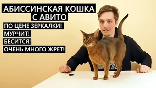 Абиссинская кошка с АВИТО по цене ЗЕРКАЛКИ!