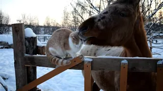 ПОЧЕМУ ЭТОТ КОТ ВСЕГДА РЯДОМ С ЛОШАДЬЮ. КАК ДРУЖАТ ЖИВОТНЫЕ