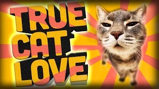 Funny Cats Compilation 2017 - Best Funny Cat Videos Ever || Funny Vines ✔