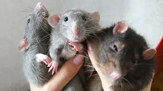 Как приручить крысу к рукам 🐀