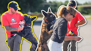 AGGRESSIVE DUTCH SHEPHERD ATTACKS ME AND HIS OWNER