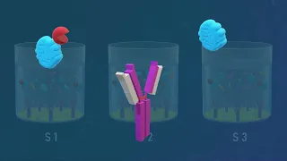 Competitive ELISA Test - Animated Video