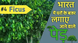 भारत में घरों के बाहर लगाए जाने वाले पेड़ ।। #4 फाइकस बेंजामिन ।। Indian House Tree Ficus Benjamina