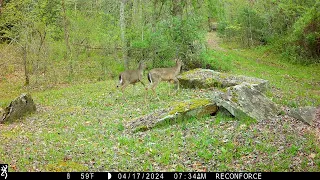 Backyard Trail Cam, April 2024