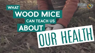 What wood mice can teach us about our health | Wytham Woods