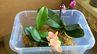 КОРНИ ОРХИДЕИ и ЛИСТЬЯ РАСТУТ в НЕ живом мхе, полив орхидей и ПОРА ПЕРЕСАЖИВАТЬ мини фаленопсисы!
