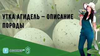 Утка Агидель — описание породы