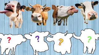 CUTE ANIMALS Funny Cow Heads Jersey, Holstein, Ayrshire ( Choose The Right Puzzle)