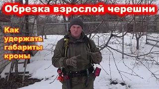 Обрезка черешни на удержание кроны