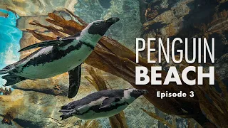 Penguin Beach | Episode 3 – New Day, New Drama