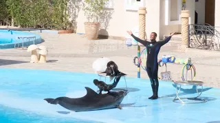 Dolphinarium | Excursions in Sharm El Sheikh 2023