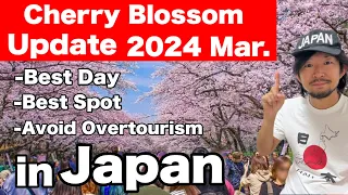 Spring Travel Tips - Japan's Cherry blossom Updates 2024  | Sakura in Japan 2024