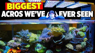 This guy has SEVEN Fish Tanks in his House 🤯