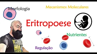 Eritropoese - Processo Completo (Animação)