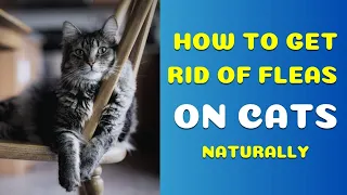 Как избавиться от блох и кошек естественным путем