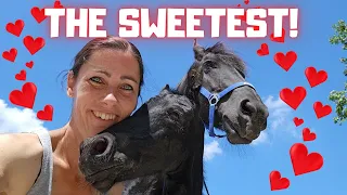 All the ponies have escaped. Yfke is the sweetest | Friesian Horses