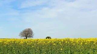 Aaune Baharaima - (Bikki Gurung) cover