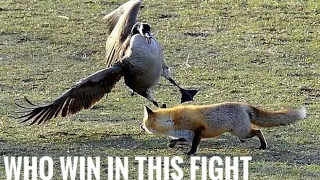 Goose vs fox |Dangerous fox attack |goose|fox|goose her child from fox|fox vs goose|fox hunting|