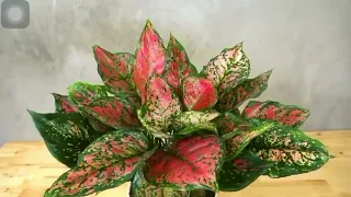 Aglonema Valentine plant - The plantmaniacs