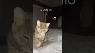 memes from tiktok 57