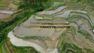 Naga Terrace Cultivation