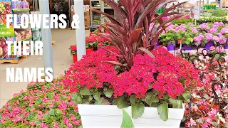 Let’s Go Spring Plant Shopping at Home Depot | Flower Ideas