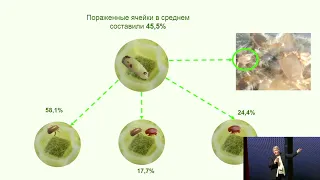 Инфестация пчелиных семей тропилелапсозом, профилактика, особенности лечения