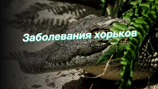 Заболевания хорьков