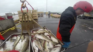 Longline Fishing In Icelandic Waters