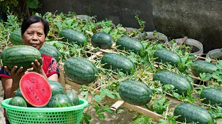 Super Sweet Watermelon Self-Grown: Smart Secrets For Cost-Efficient Cultivation