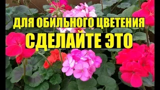 Почему не цветет ГЕРАНЬ / ПЕЛАРГОНИЯ?