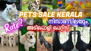🤍Exotic Birds💥Fancy Pigeon🥰Puppys❤️Hen😍Fish🤗African Lovebirds💚Pets Sale Kerala🥰Low Rate Pets Sale💖