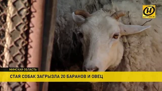 Одичавшие псы убивают и калечат овец в Слуцком районе  Люди опасаются и за свою безопасность