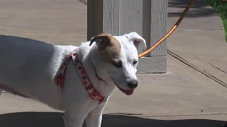 Houston woman reunited with her pet after dog gone for months in Minnesota