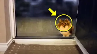 Cold Stray Cat Begged To Enter The House. Man Lets It In, Not Knowing What It Would Lead To!