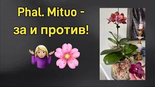 Моя коллекция Mituo и результаты пересадки взрослой цветущей орхидеи!🔥